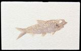 Detailed, Knightia Fossil Fish - Wyoming #42395-1